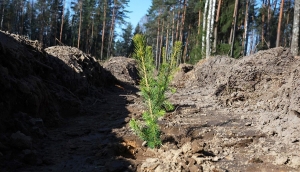 Единый день озеленения пройдет в Беларуси 11 октября