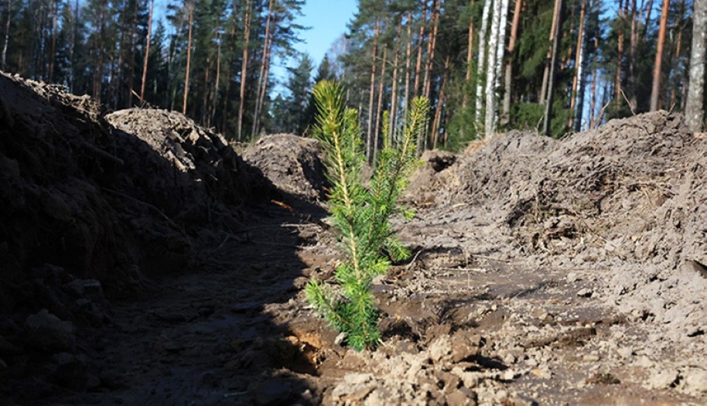 Единый день озеленения пройдет в Беларуси 11 октября