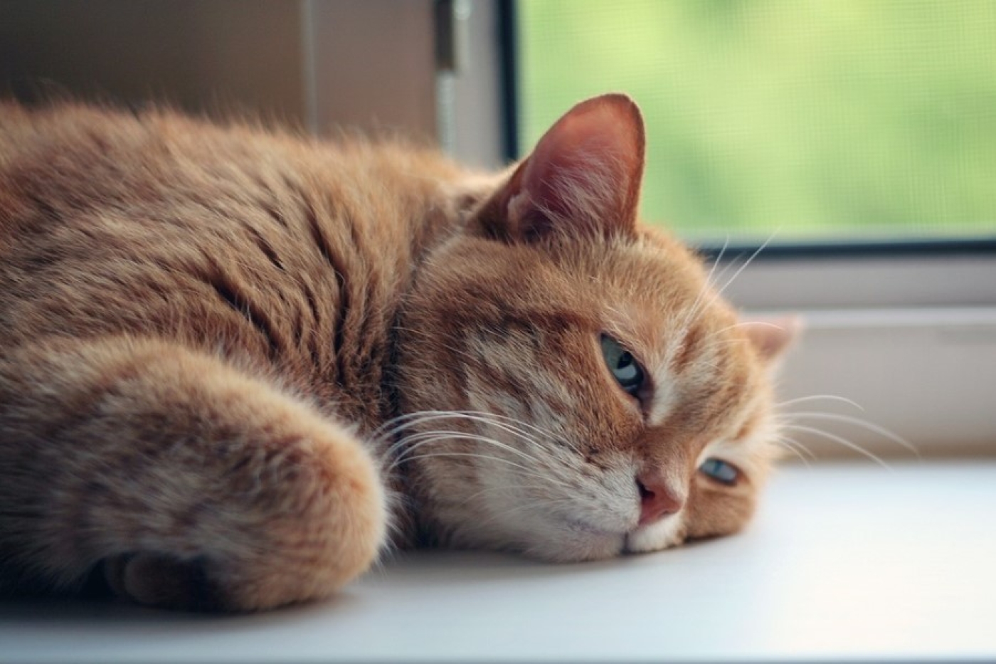 Погода 28 августа: оранжевый уровень опасности, преимущественно без осадков и до +33 °С