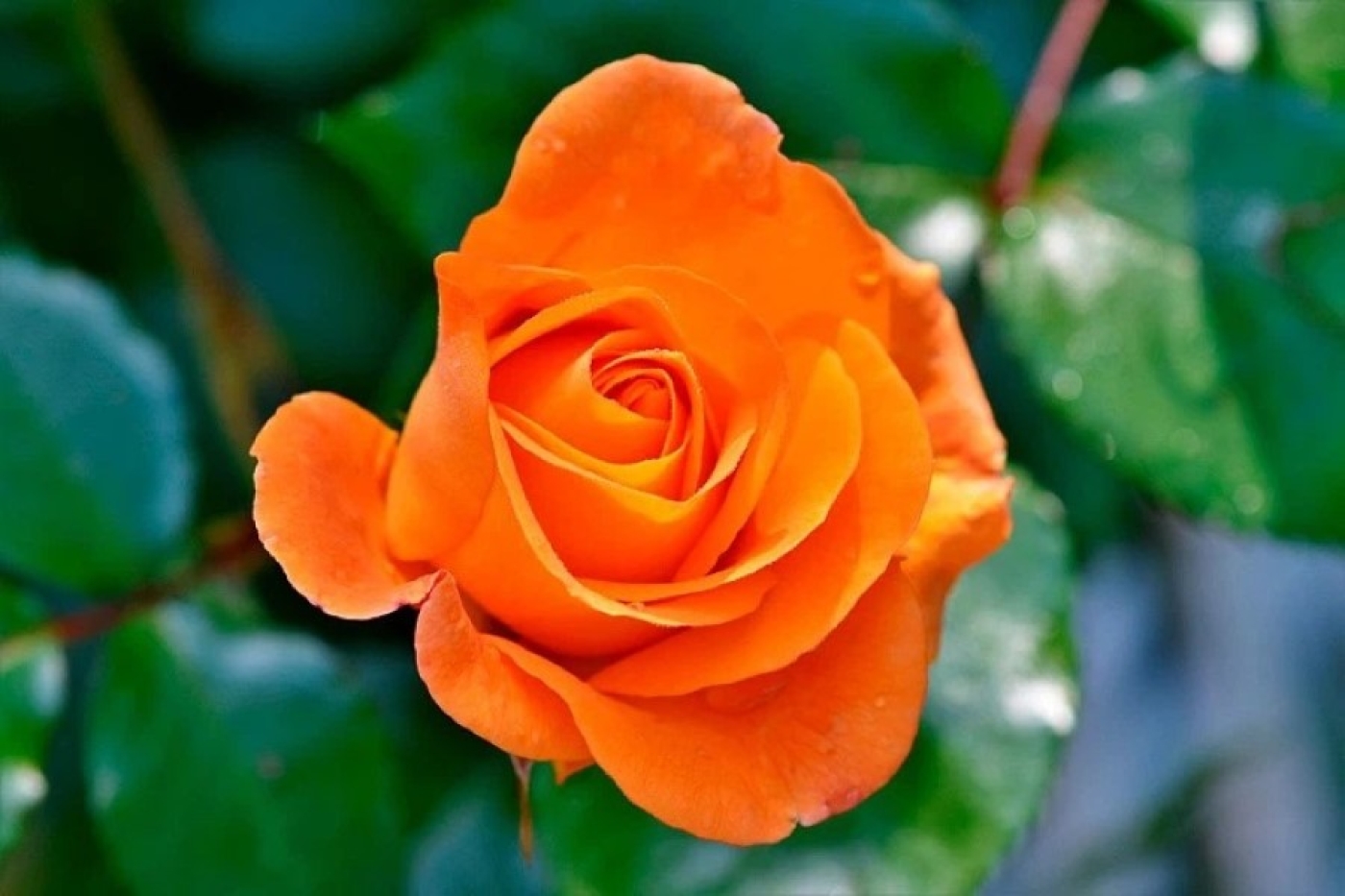 Эта подкормка спасет ваши розы в мае: срочно дайте ее цветам