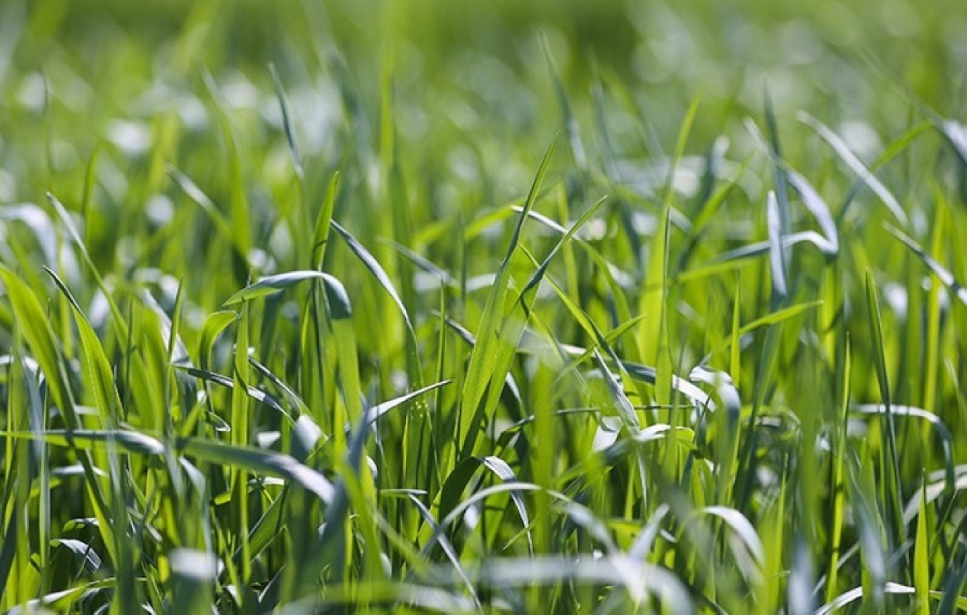 Недостаток влаги и заморозки. Как погода повлияла на посевы, рассказали в Белгидромете