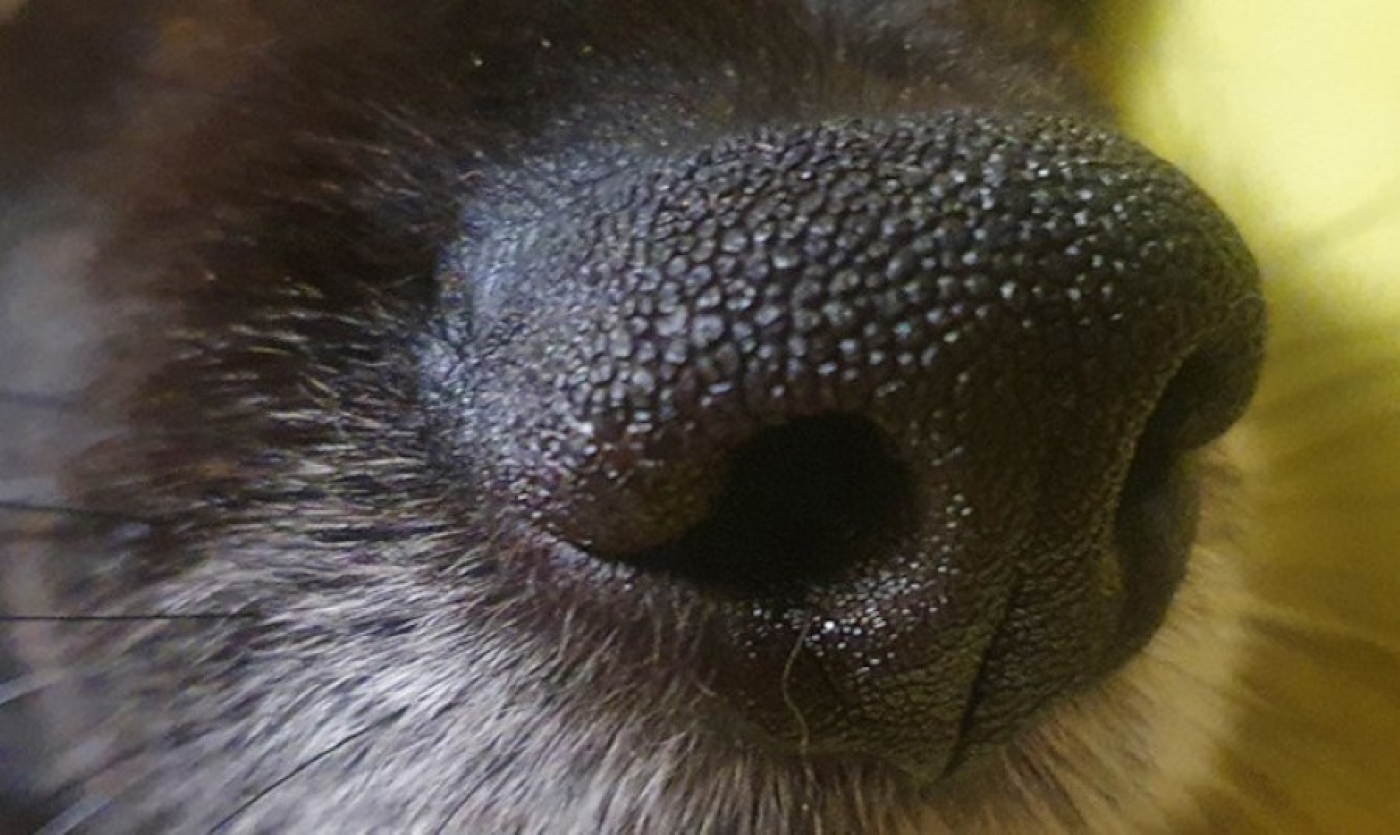 В Брагинском районе агрессивная собака напала на мужчину, опасное животное обезвредили милиционеры