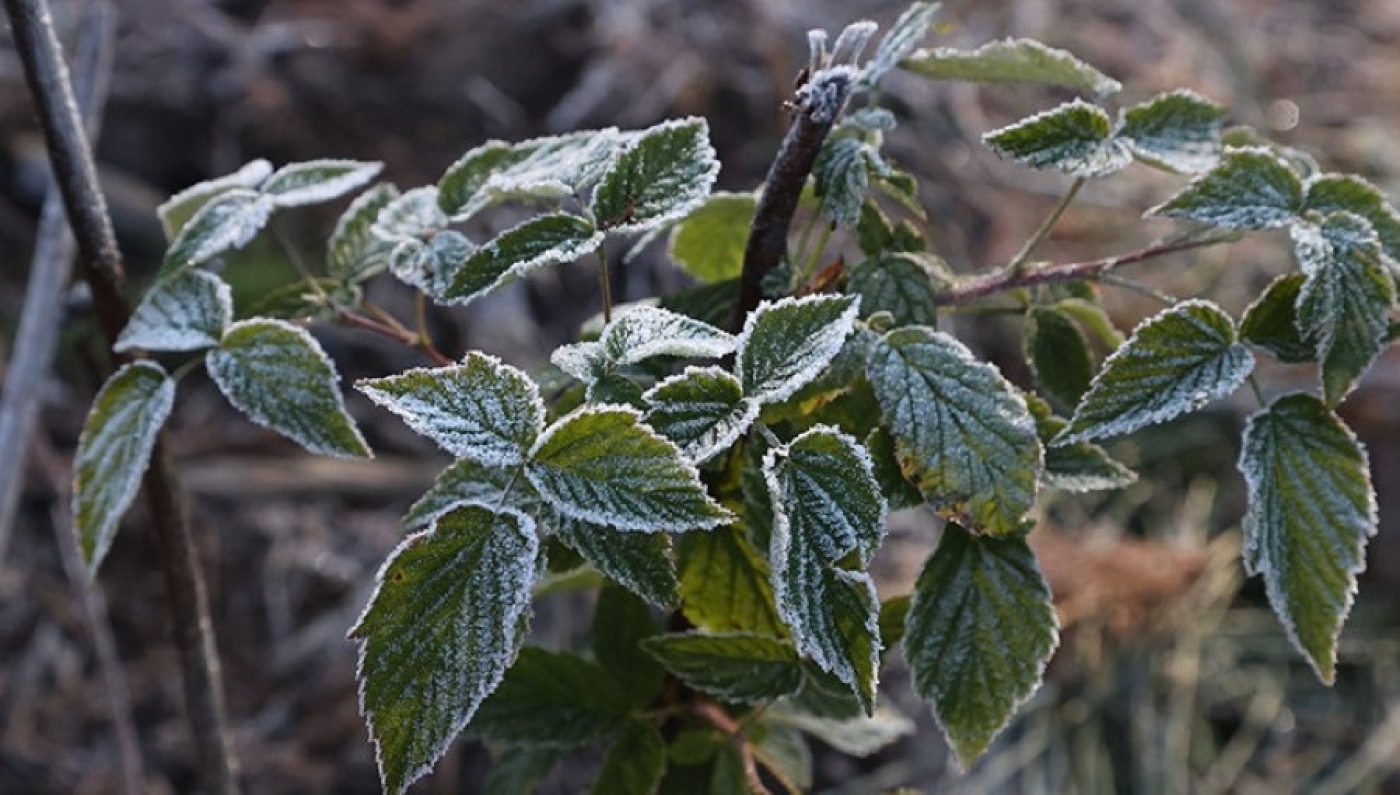 Ночные заморозки ожидаются в Беларуси 29 сентября