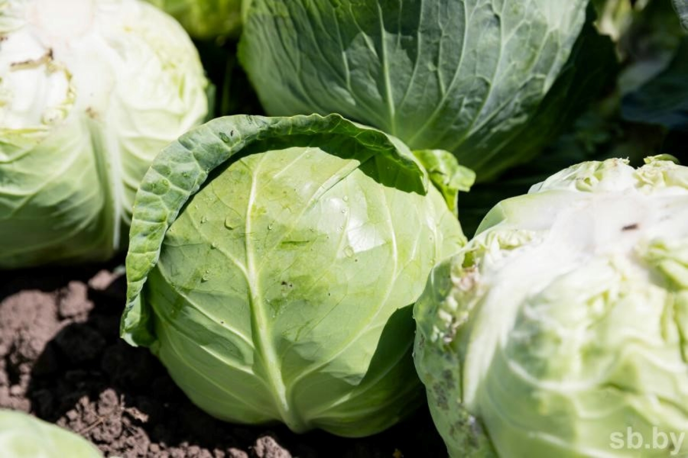 Садовод рассказал, как хранить капусту после сбора урожая