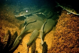 С 1 октября начнет действовать запрет на лов рыбы на зимовальных ямах