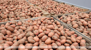 Минсельхозпрод: урожайность картофеля и других овощей в этом году значительно выше прошлогодней