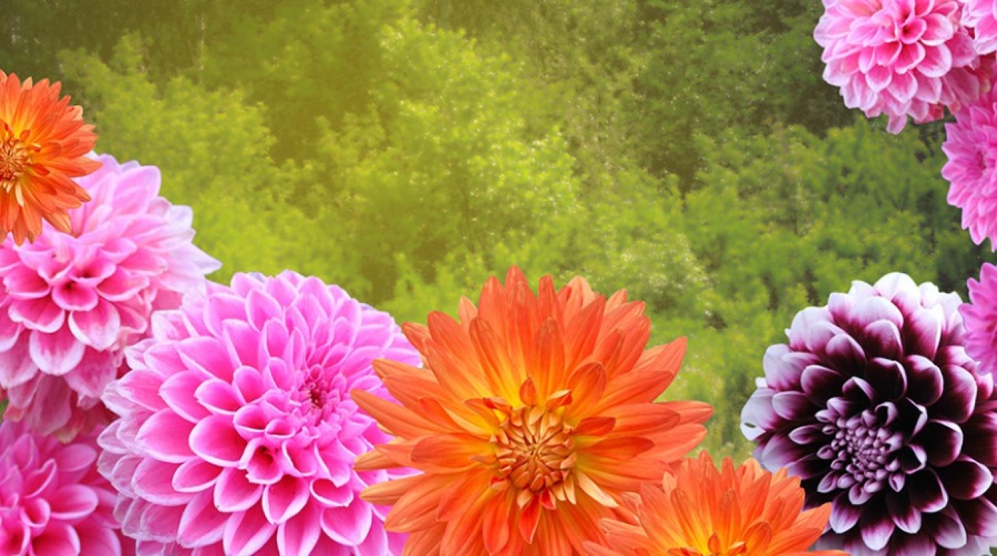 Как хранить клубни георгинов? Попробуйте этот способ