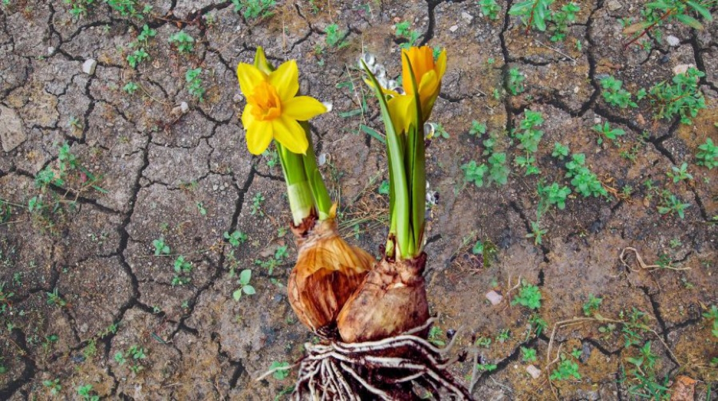 Как сохранить луковицы цветов зимой