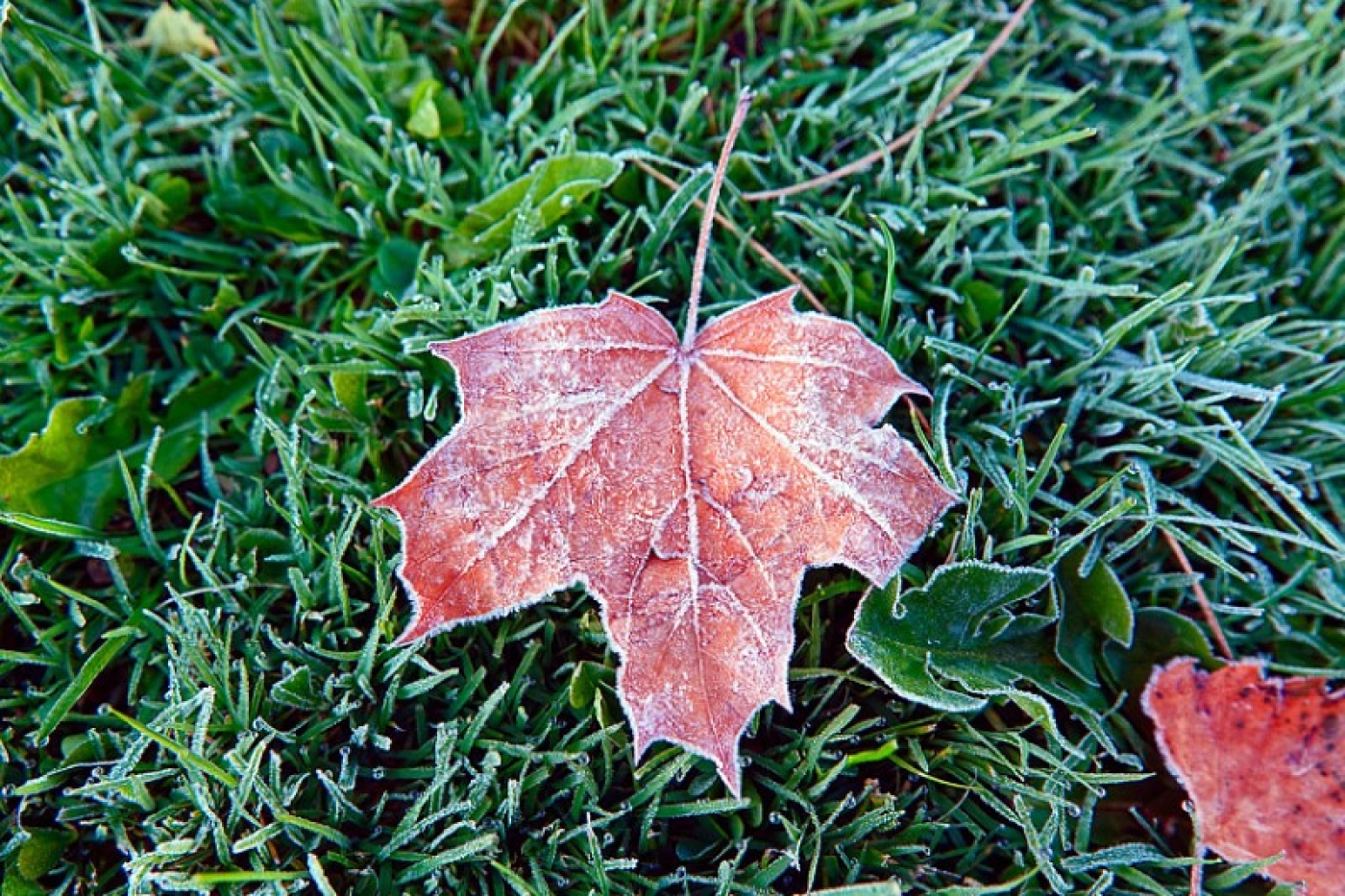 До заморозков осталось недолго? Рябов о погоде на неделю с 23 по 29 сентября