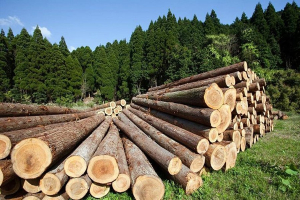 Новая редакция Правил реализации древесины