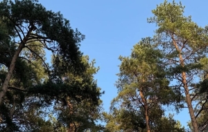 Ограничения на посещение лесов действуют в трех областях Беларуси