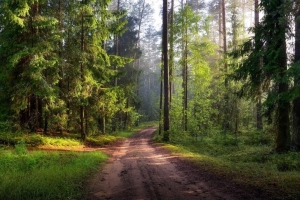 Запреты на посещение лесов действуют в 19 районах Беларуси