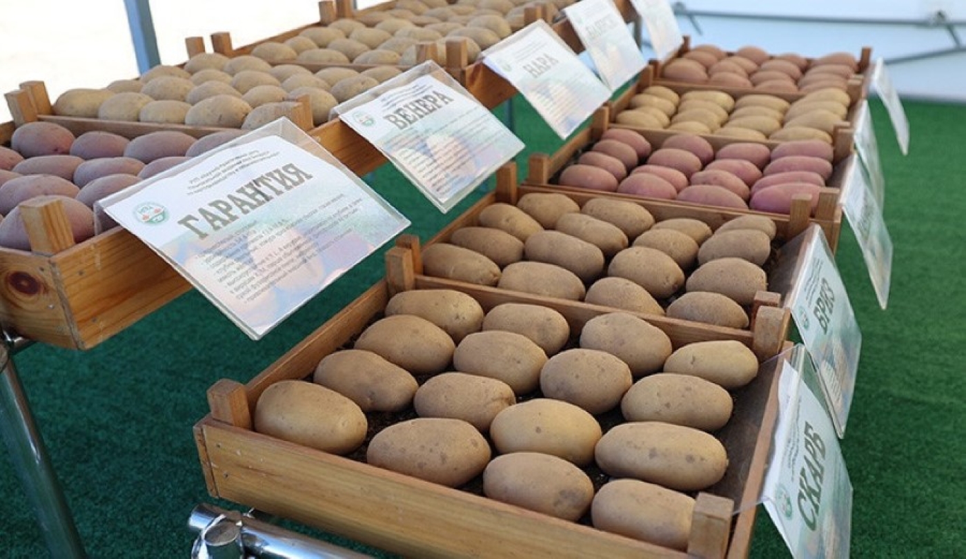 Как в Беларуси с картошкой? Овощ номер один сегодня в центре внимания Лукашенко