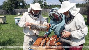 На пчелиной пасеке Ямполь Речицкого района уже собрали 2,2 тонны меда