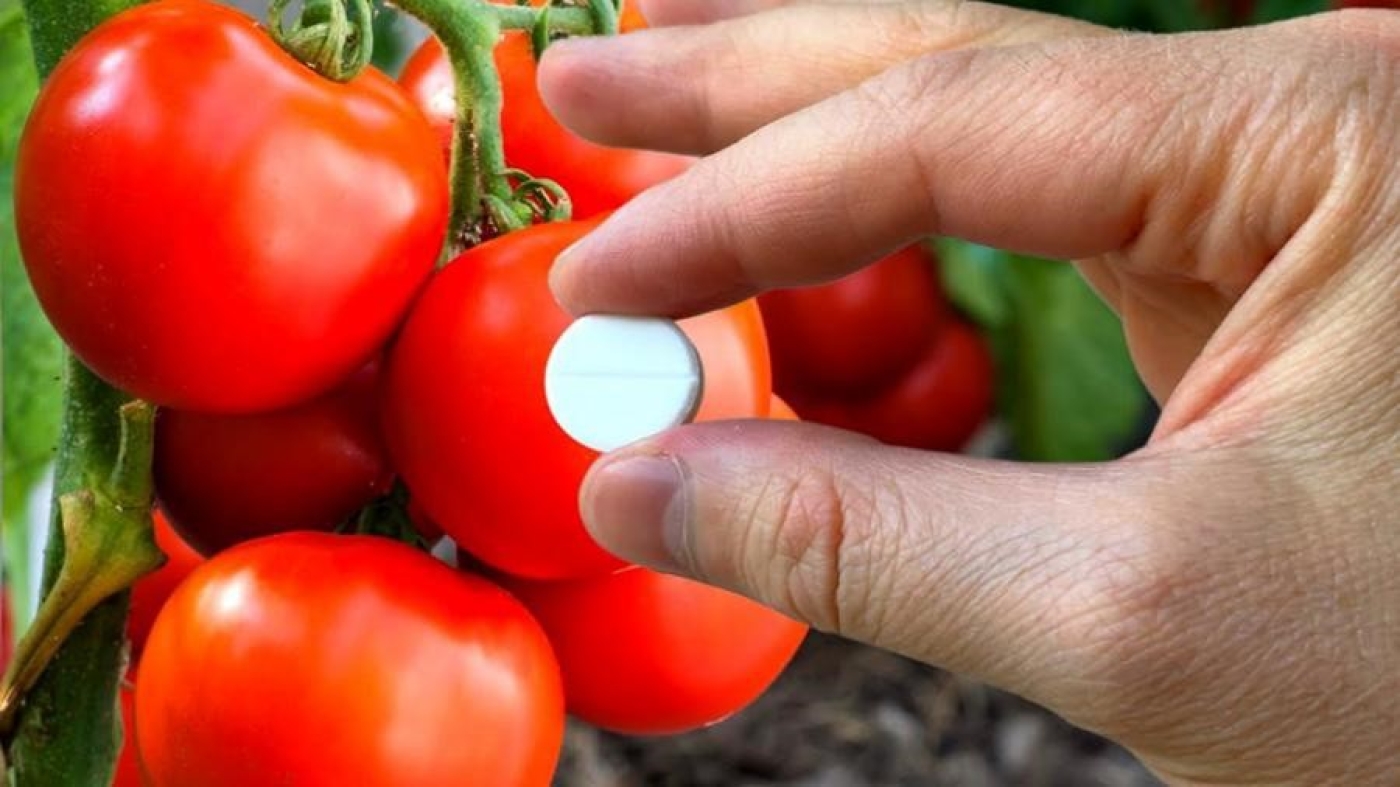 Аспирин в саду: как простое средство помогает томатам расти крепче и плодоносить лучше