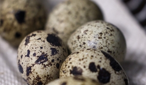 Лукашенко предложил шире внедрять перепелиные яйца в школьное меню