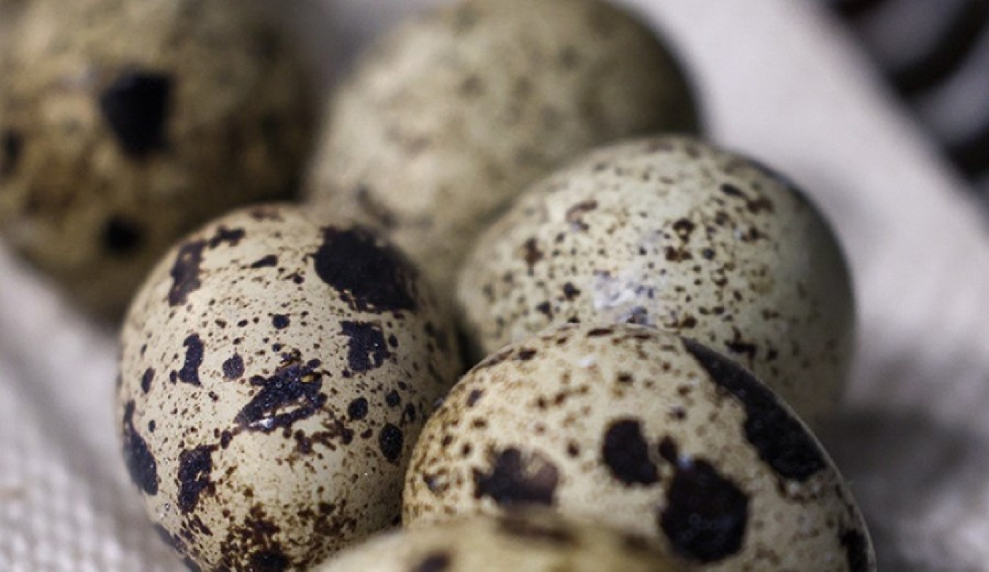 Лукашенко предложил шире внедрять перепелиные яйца в школьное меню