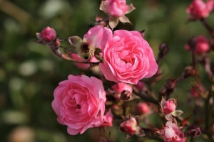 Не губите розы осенью: главная ошибка, из-за которой они не цветут