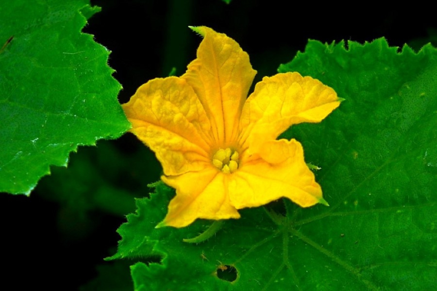 Зола для огурцов: пять фатальных ошибок, которые губят урожай