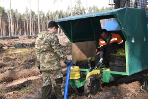 Успевает ли Беларусь восстанавливать свои леса? В Минлесхозе поделились подробностями