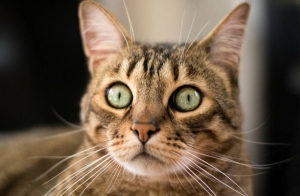 Белорусы продают на Куфаре кошачьи усы. Вы удивитесь, для чего их используют