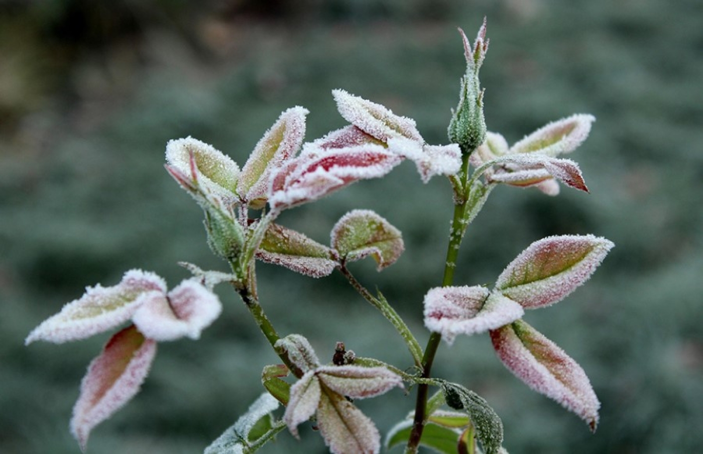 Как белорусы будут отдыхать и работать в 2026 году? Производственный календарь