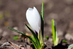 В Минске распустились первые крокусы