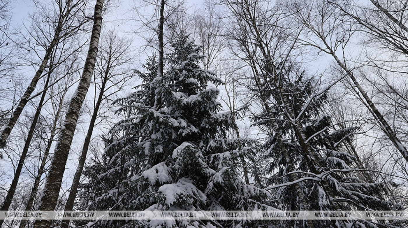 До -15°С и небольшой снег ожидаются в Беларуси 5 декабря