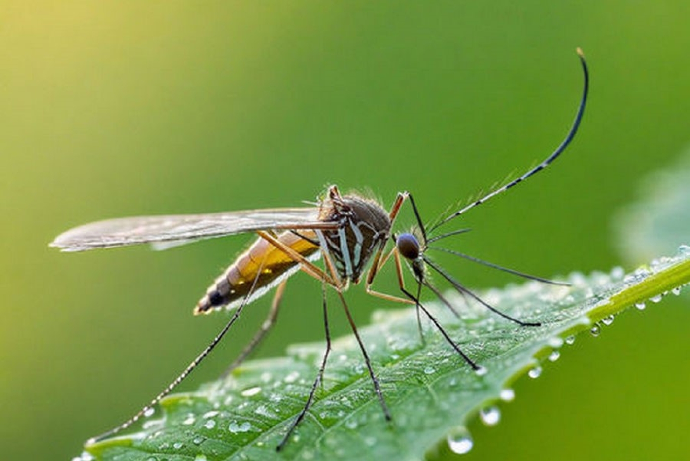 Как спастись от комаров на даче?