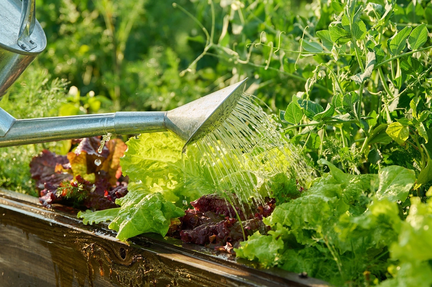 Лунный календарь 2026: посева, посадки, пересадки основных овощных культур