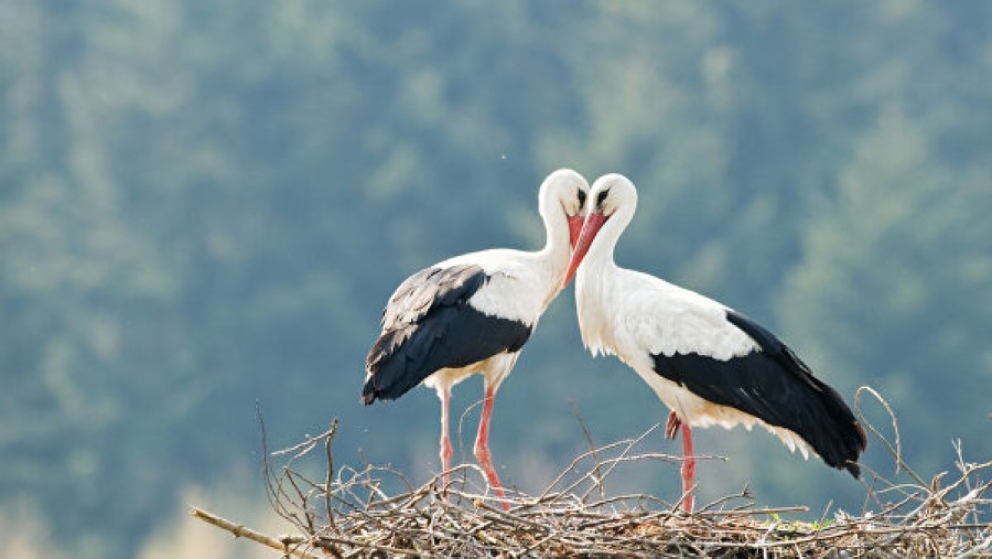 Казка пра дзяўчынку Машу і бусліка
