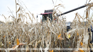 Рекордные 600 тыс. тонн зерна кукурузы планируют получить в этом году в Минской области