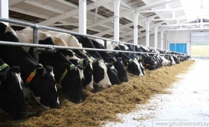 "Генетика наших животных позволяет получать мировые результаты". Кто в рекордсменах по надоям в Беларуси?