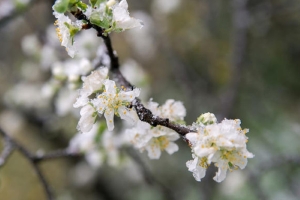 Погода 12 мая: ночные заморозки, дождь и до +15 °С