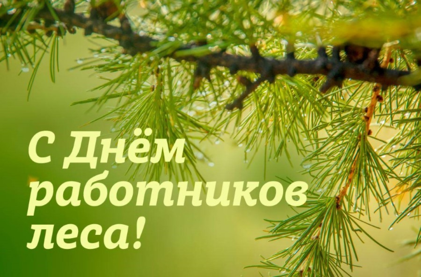 Уважаемые коллеги! Уважаемые ветераны! Сердечно поздравляем вас с профессиональным праздником - Днём работников леса!