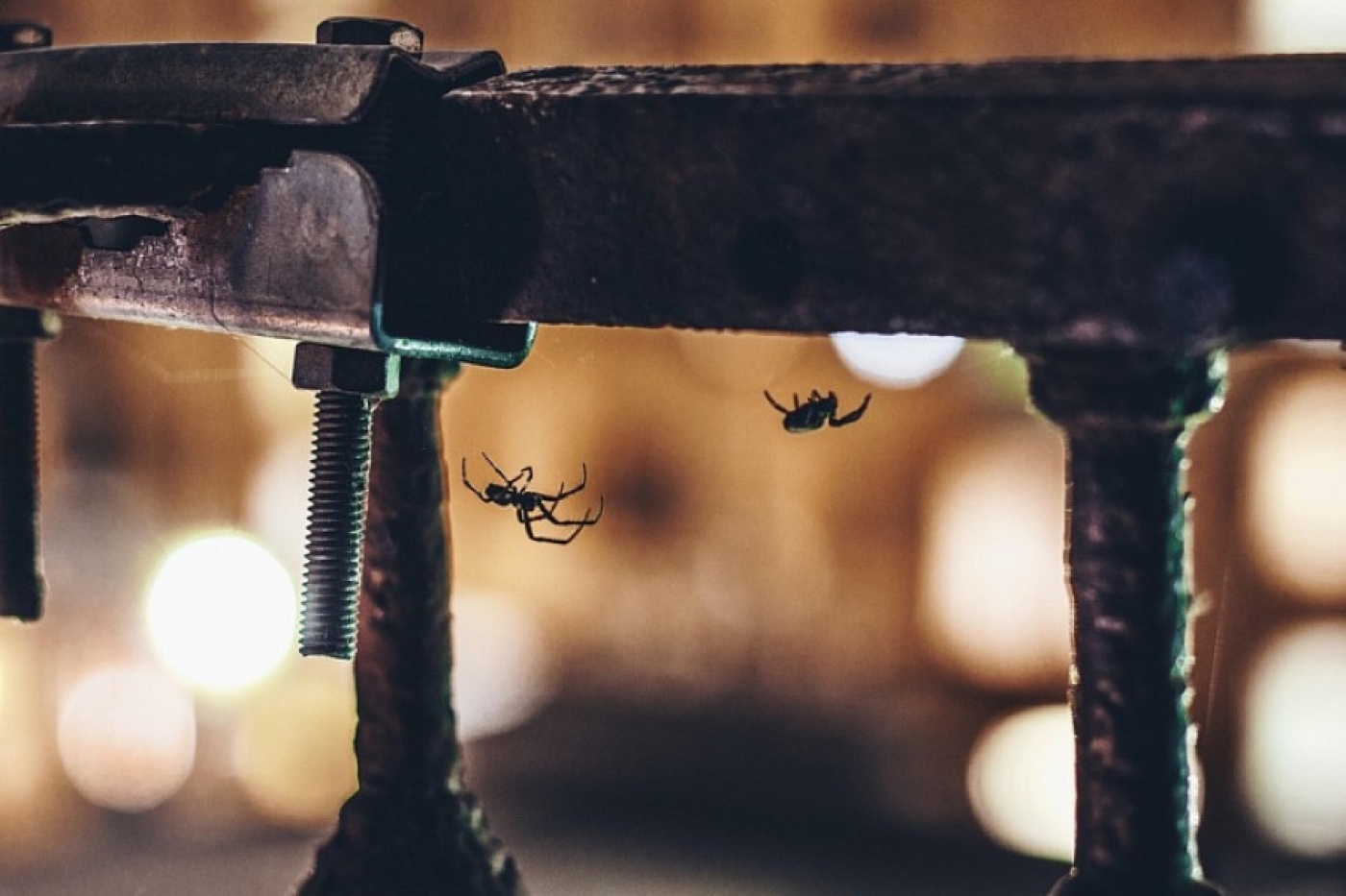 Пауки исчезнут за ночь: копеечный зимний способ, о котором молчат