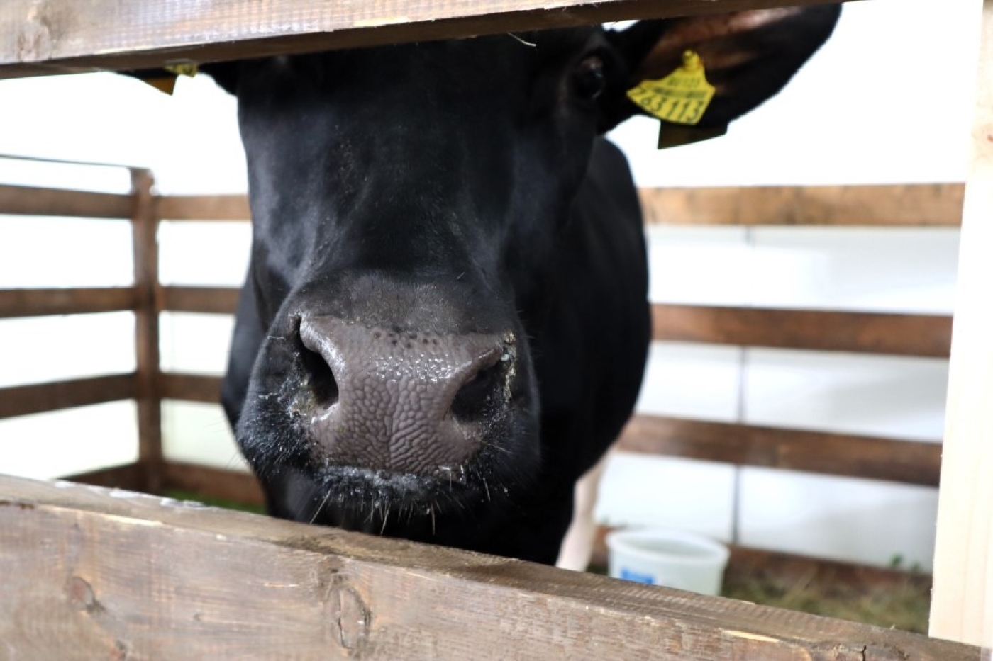 Внимание хозяйствам: циркуляция ящура КРС в мире — меры профилактики и действия при подозрении