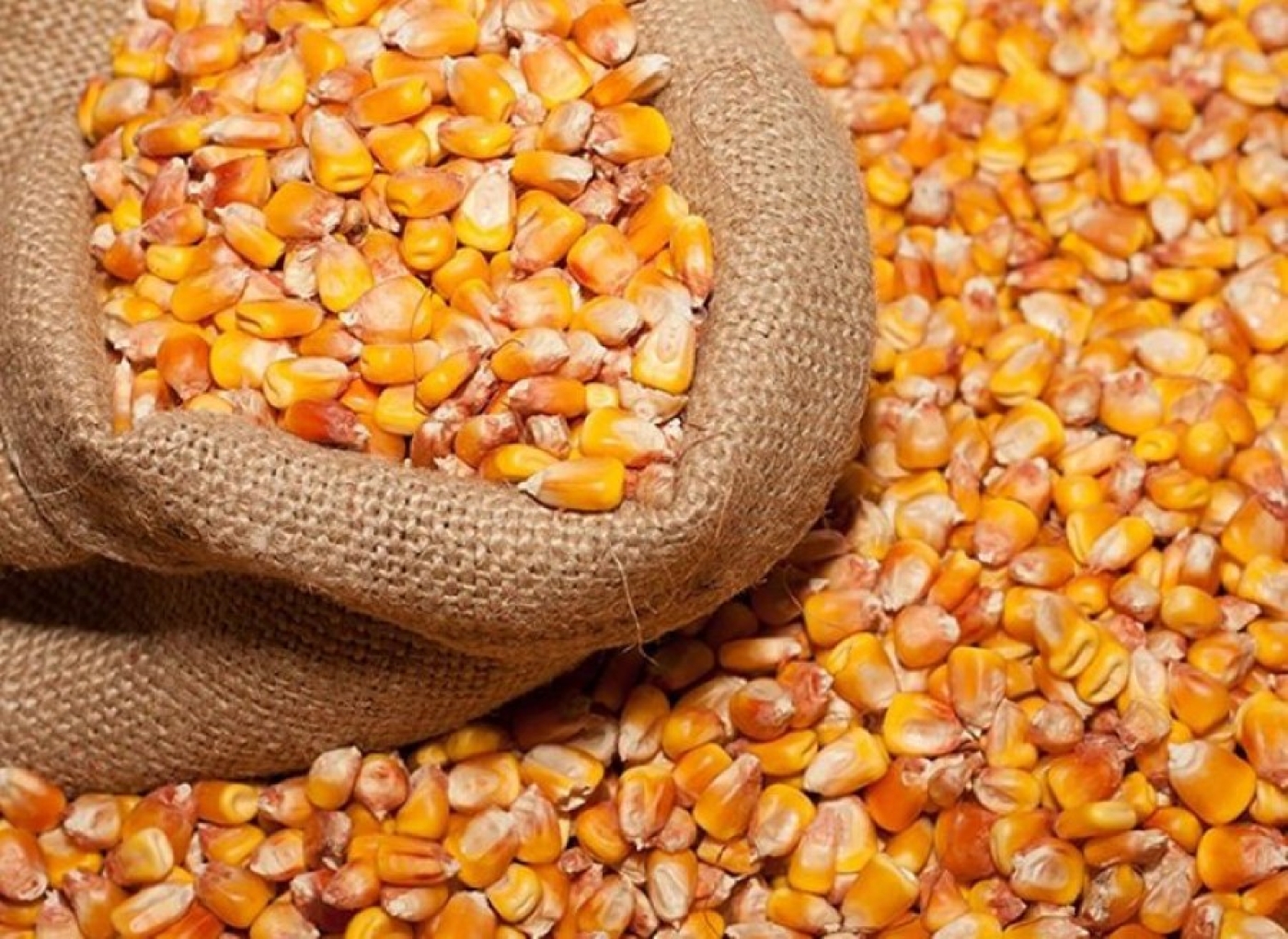 Минская область первая в стране выполнила план сева кукурузы