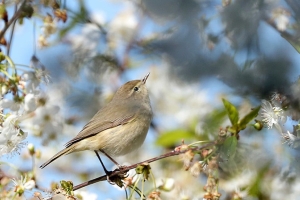 Ласточки, пеночки, камышовки. Какие птицы скоро прилетят в Беларусь после зимовки?