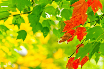 Загрустила осень