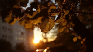 Тепло и дождливо будет в Беларуси 3 ноября