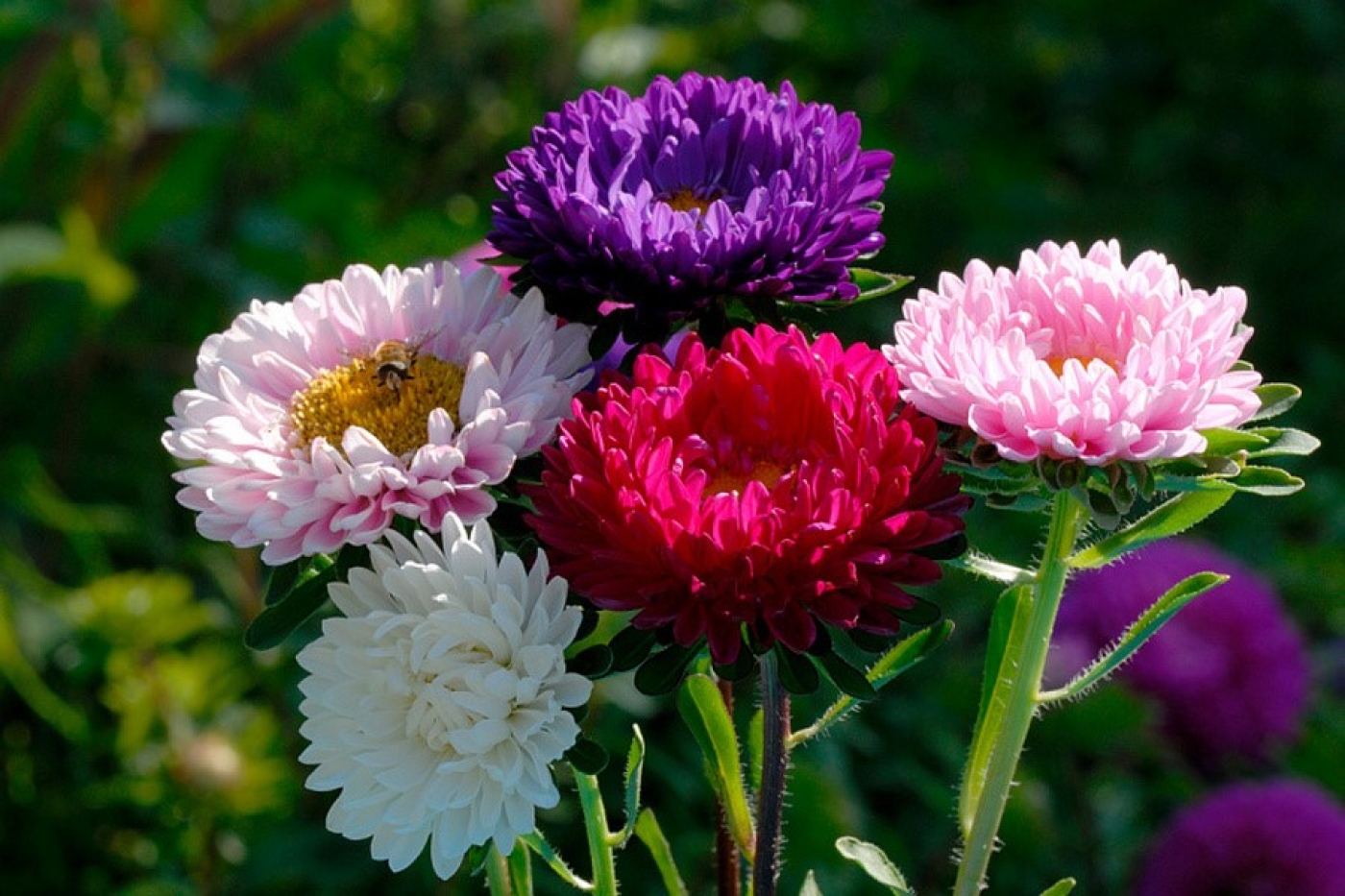 Зимний посев цветов: ваш незаменимый список для успешного сада