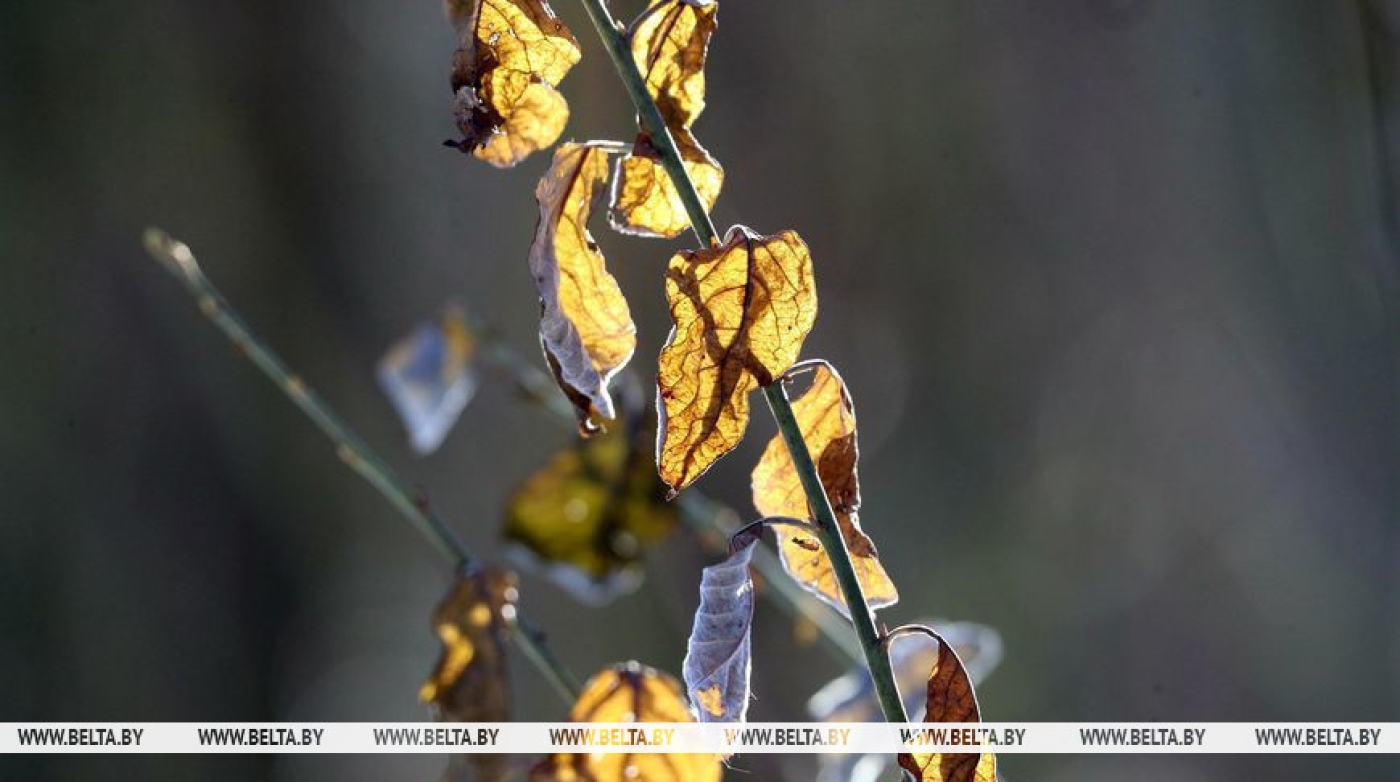 До +16°C и небольшие дожди ожидаются сегодня в Беларуси