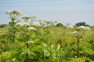 Инвазивные растения. С каким успехом идет борьба?