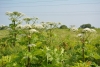 Инвазивные растения. С каким успехом идет борьба?