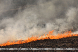 В Беларуси за сутки произошел 31 пожар травы и кустарников
