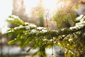 Погода 30 января: кратковременные дожди, слабый туман и до +12 °С