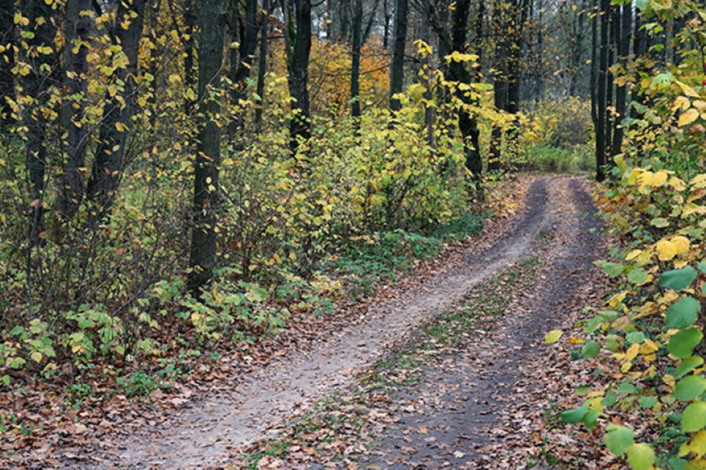 Сколько лесохозяйственных дорог появилось в Беларуси за прошлый год, рассказали в Минлесхозе