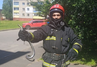 Шершни, змеи, летучие мыши беспокоят людей…