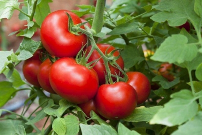 Лечим томаты в теплице и открытом грунте